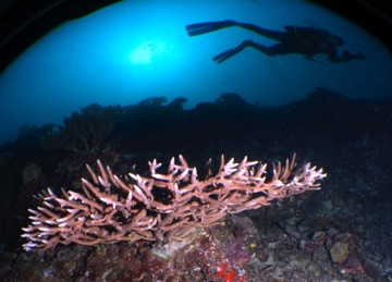 Coral
